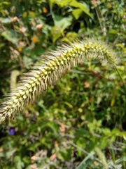 Setaria