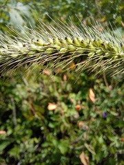 Setaria