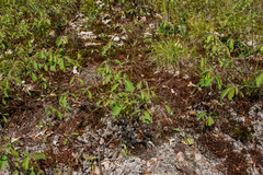 Amelanchier stolonifera