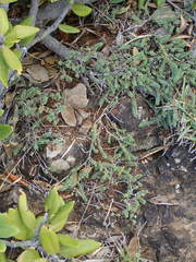 Pimelea carnosa