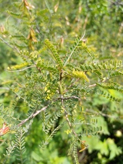 Eysenhardtia polystachya