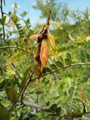 Eysenhardtia polystachya