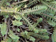 Pimelea carnosa