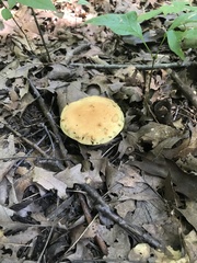 Xerocomus illudens