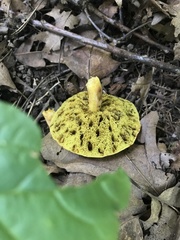 Xerocomus illudens