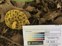Xerocomus illudens