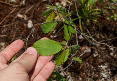 Amelanchier stolonifera