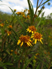 Verbesina virgata