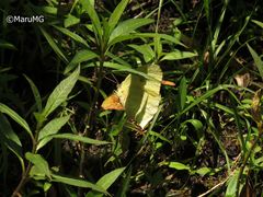 Phoebis neocypris virgo