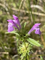 Galeopsis angustifolia
