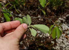 Amelanchier stolonifera