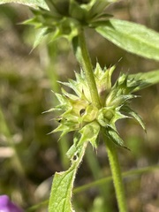 Galeopsis angustifolia