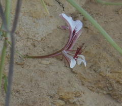 Pelargonium tetragonum
