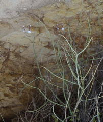 Pelargonium tetragonum