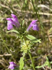 Galeopsis angustifolia