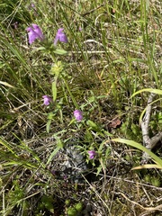 Galeopsis angustifolia
