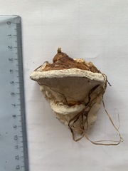 Truncospora ochroleuca