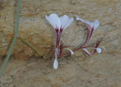 Pelargonium tetragonum