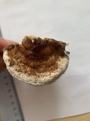 Truncospora ochroleuca