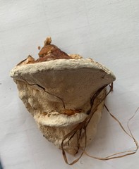 Truncospora ochroleuca