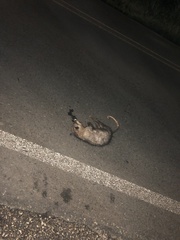 Didelphis marsupialis