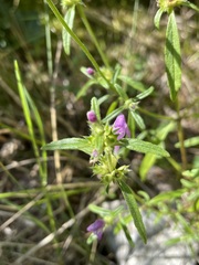 Galeopsis angustifolia