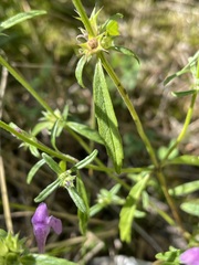 Galeopsis angustifolia