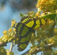 Philaethria wernickei