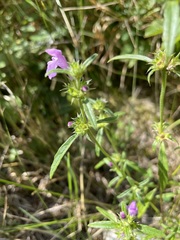 Galeopsis angustifolia