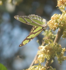 Philaethria wernickei