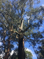 Eucalyptus regnans