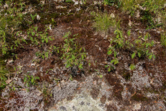 Amelanchier stolonifera