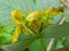 Hypericum maculatum obtusiusculum