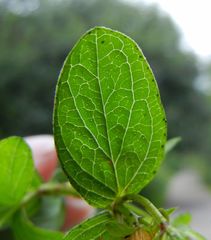 Hypericum maculatum obtusiusculum