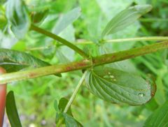 Hypericum maculatum obtusiusculum