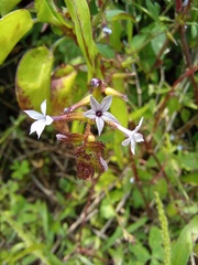 Plumbago pulchella