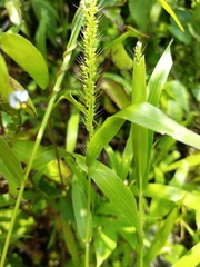 Setaria