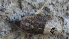 Ecdytolopha