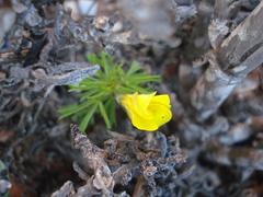 Oxalis clavifolia
