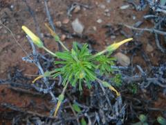 Oxalis clavifolia
