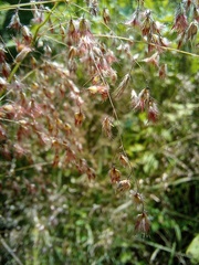 Melinis repens