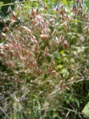 Melinis repens