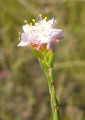 Lachnaea globulifera globulifera