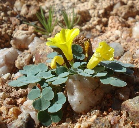 Oxalis sonderiana (Kuntze) J.F.Macbr.