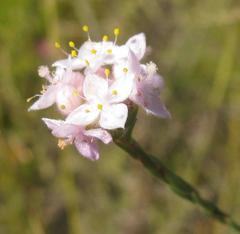 Lachnaea globulifera globulifera