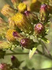 Pentanema squarrosum