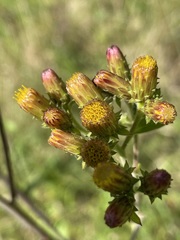 Pentanema squarrosum