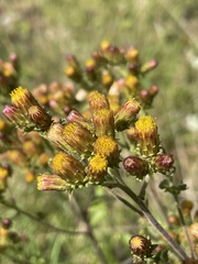 Pentanema squarrosum