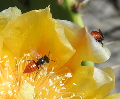 Macrotera