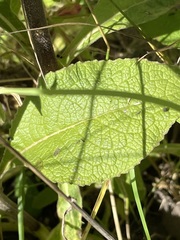 Pentanema squarrosum